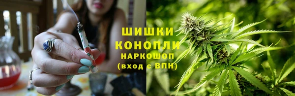 прущие грибы Абаза